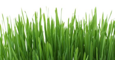 Amazing Benefits of Wheatgrass