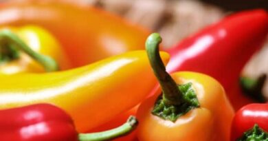 peppers are healthy. They have a lot of advantages that most people are not yet aware of. In this article, we will look at the benefits of chilli peppers