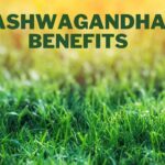 Key Health Benefits Of Ashwagandha
