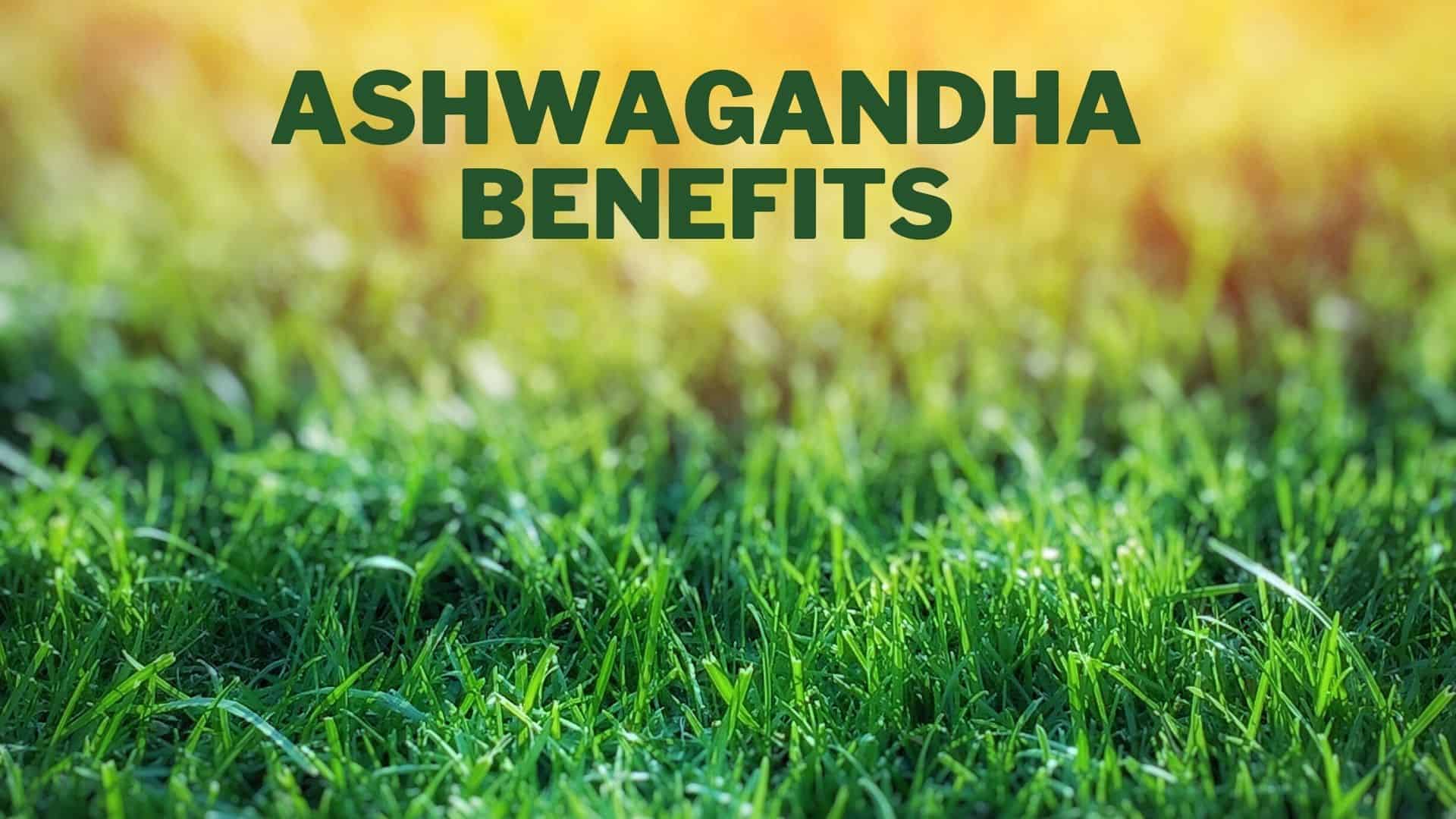 Key Health Benefits Of Ashwagandha