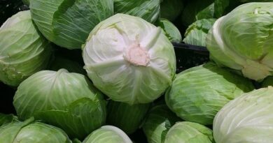 Cabbage Benefits for Health, Skin And Body