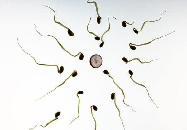 does sperm production hurt