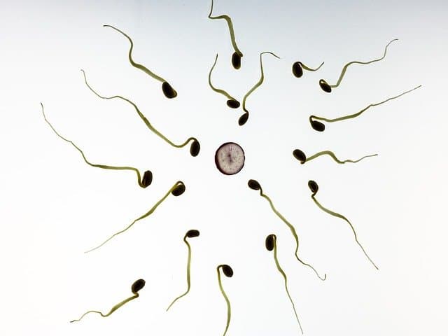 Healthy Foods To Increase Sperm Production