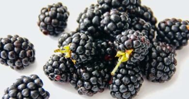 amazing health benefits of blackberries