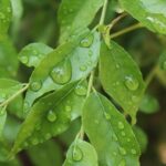 10 super benefits of curry leave