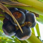 Top benefits of Palmyra fruit (ice apple)