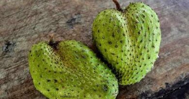 Soursop (Graviola) fruit Health benefits and uses