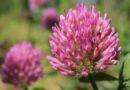 Red clover and its medicinal properties