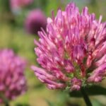 Red clover and its medicinal properties