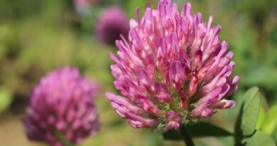 Red clover and its medicinal properties
