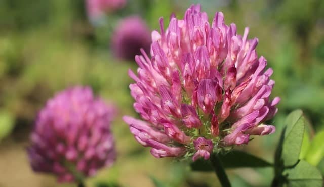 Red clover and its medicinal properties