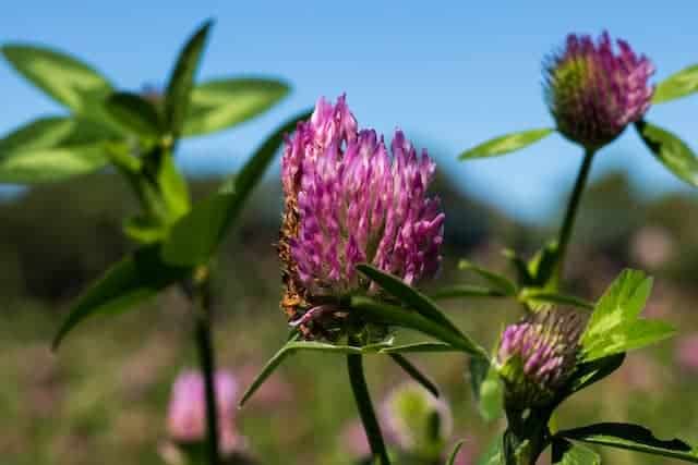 Red clover and its medicinal properties